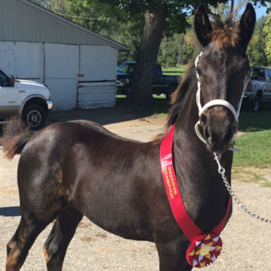 Athena of Majestic Friesians